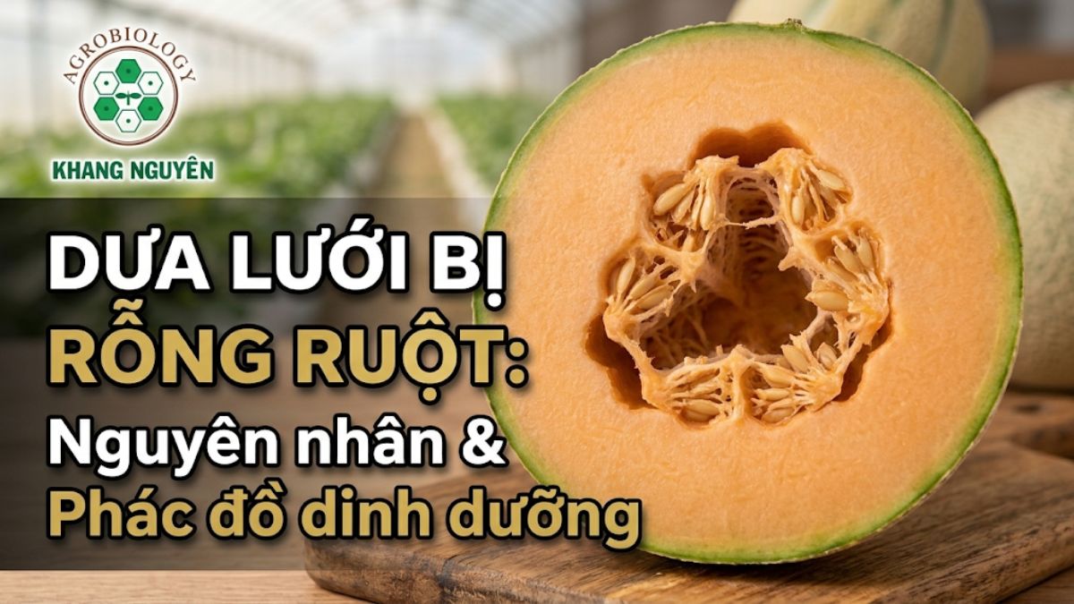 Mặt cắt quả dưa lưới bị rỗng ruột với khoang hạt lớn bất thường và nứt nẻ
