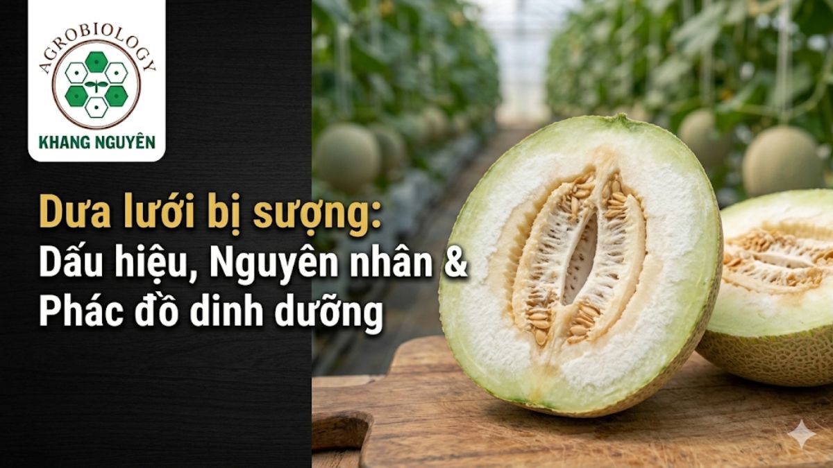 Mặt cắt quả dưa lưới bị sượng với lớp thịt khô cứng, nhạt màu và thiếu nước