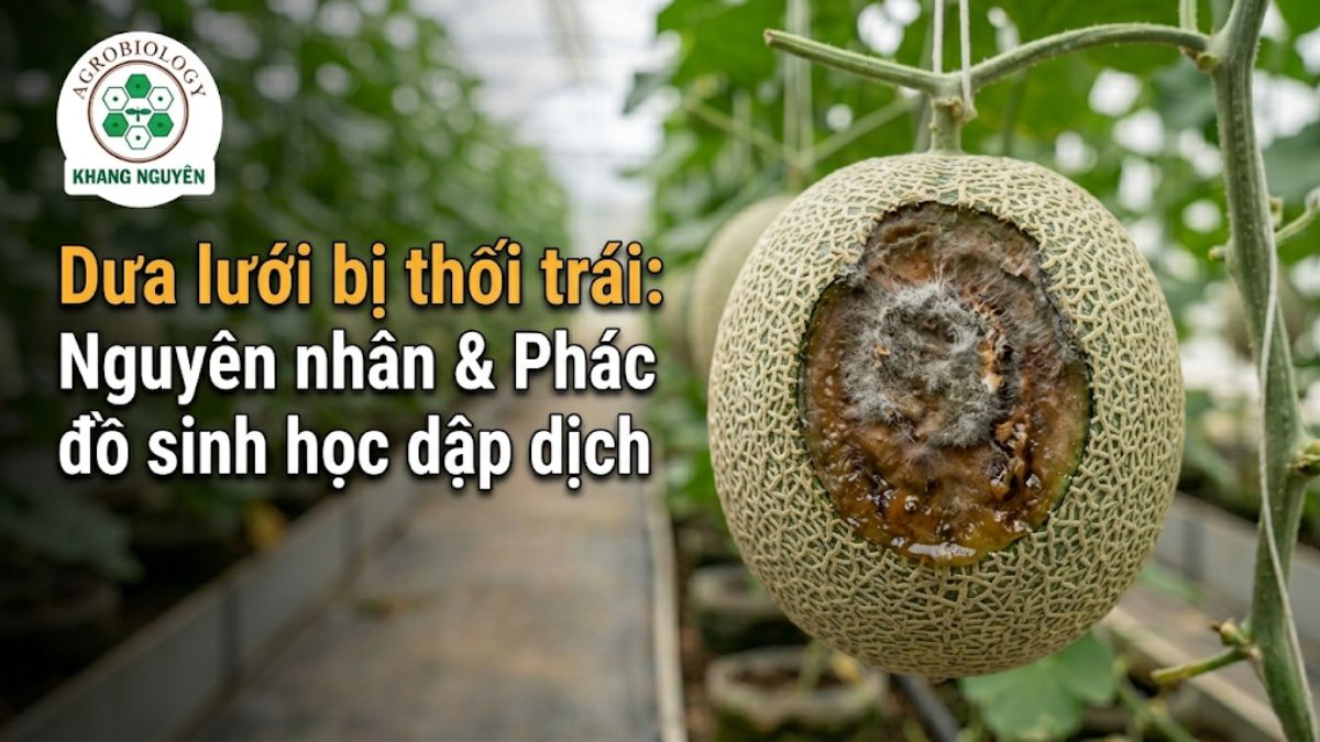 Quả dưa lưới bị thối trái với vết loét sũng nước và nấm mốc trắng trên vỏ