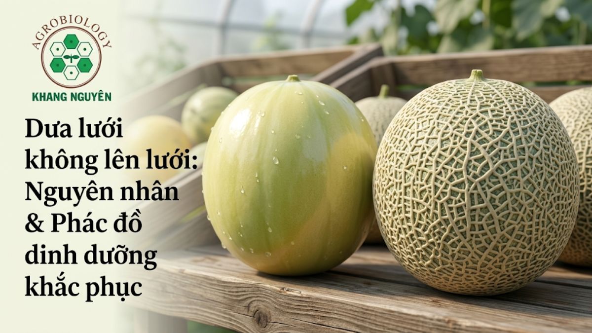 Sự khác biệt giữa dưa lưới cuộn lưới chuẩn 3D và dưa lưới bị rối loạn sinh lý vỏ trơn láng