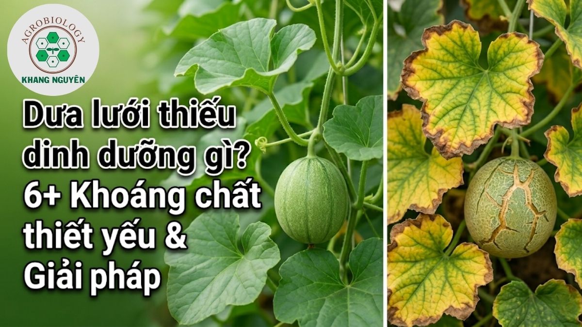 Dưa lưới thiếu chất dinh dưỡng gì