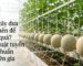 Mỗi cây dưa lưới nên để mấy quả để đạt năng suất và chất lượng chuẩn xuất khẩu