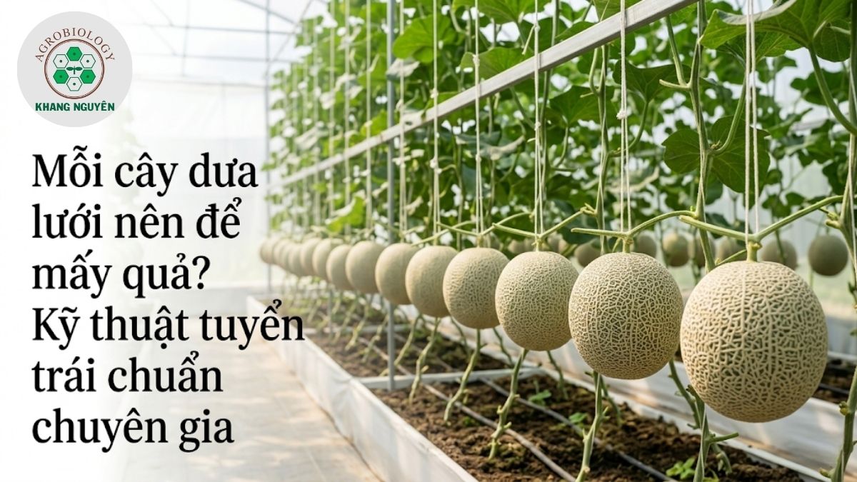 Mỗi cây dưa lưới nên để mấy quả để đạt năng suất và chất lượng chuẩn xuất khẩu