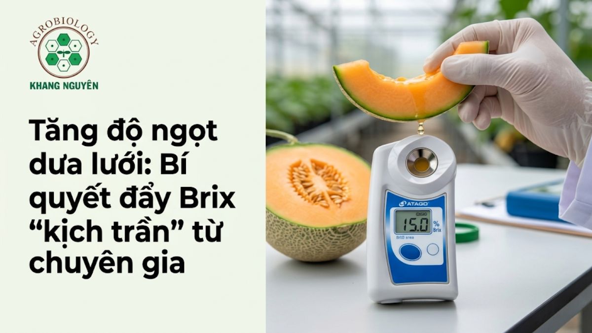 Sử dụng máy đo khúc xạ kế để kiểm tra chỉ số độ ngọt Brix của dưa lưới