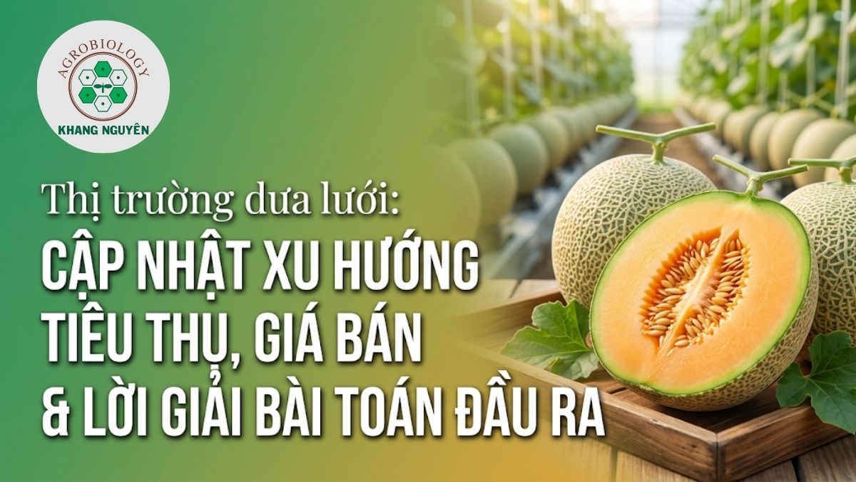 Tiềm năng tiêu thụ và xu hướng phát triển của thị trường dưa lưới hiện nay