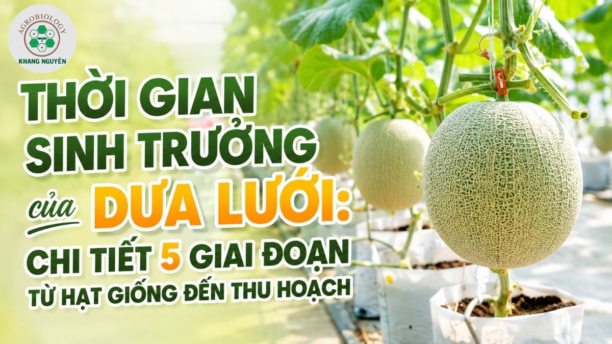 Toàn cảnh thời gian sinh trưởng của dưa lưới từ gieo hạt đến khi thu hoạch