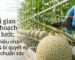 Thời gian thu hoạch dưa lưới chuẩn xác giúp tối ưu độ ngọt và chất lượng