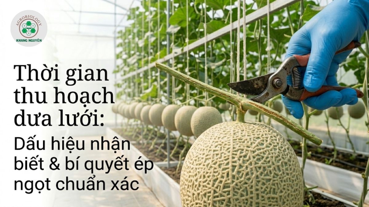 Thời gian thu hoạch dưa lưới chuẩn xác giúp tối ưu độ ngọt và chất lượng