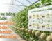 Thiết lập thời vụ trồng dưa lưới 4 vụ/năm giúp tối ưu năng suất nhà màng