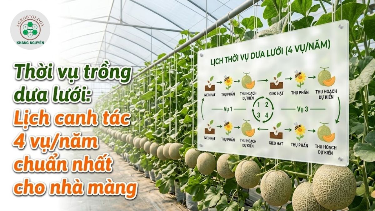 Thiết lập thời vụ trồng dưa lưới 4 vụ/năm giúp tối ưu năng suất nhà màng