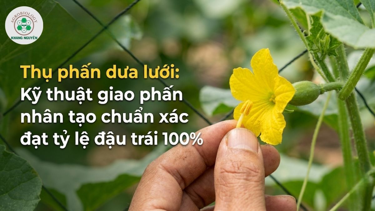 Kỹ thuật thụ phấn dưa lưới nhân tạo bằng tay giúp tăng tỷ lệ đậu trái tối đa