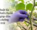 Hướng dẫn kỹ thuật tỉa dưa lưới cắt bỏ chồi nách giúp dồn dinh dưỡng nuôi trái