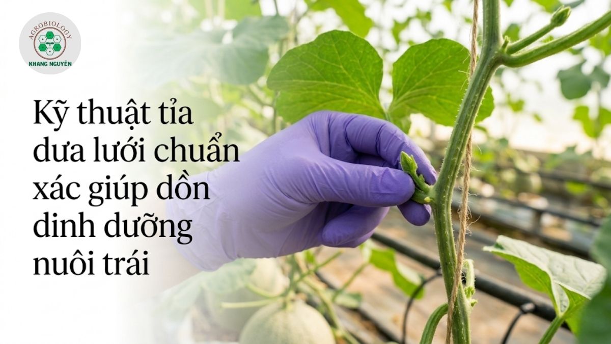 Hướng dẫn kỹ thuật tỉa dưa lưới cắt bỏ chồi nách giúp dồn dinh dưỡng nuôi trái