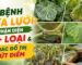 Tổng hợp các loại bệnh dưa lưới nguy hiểm và cách phòng trị