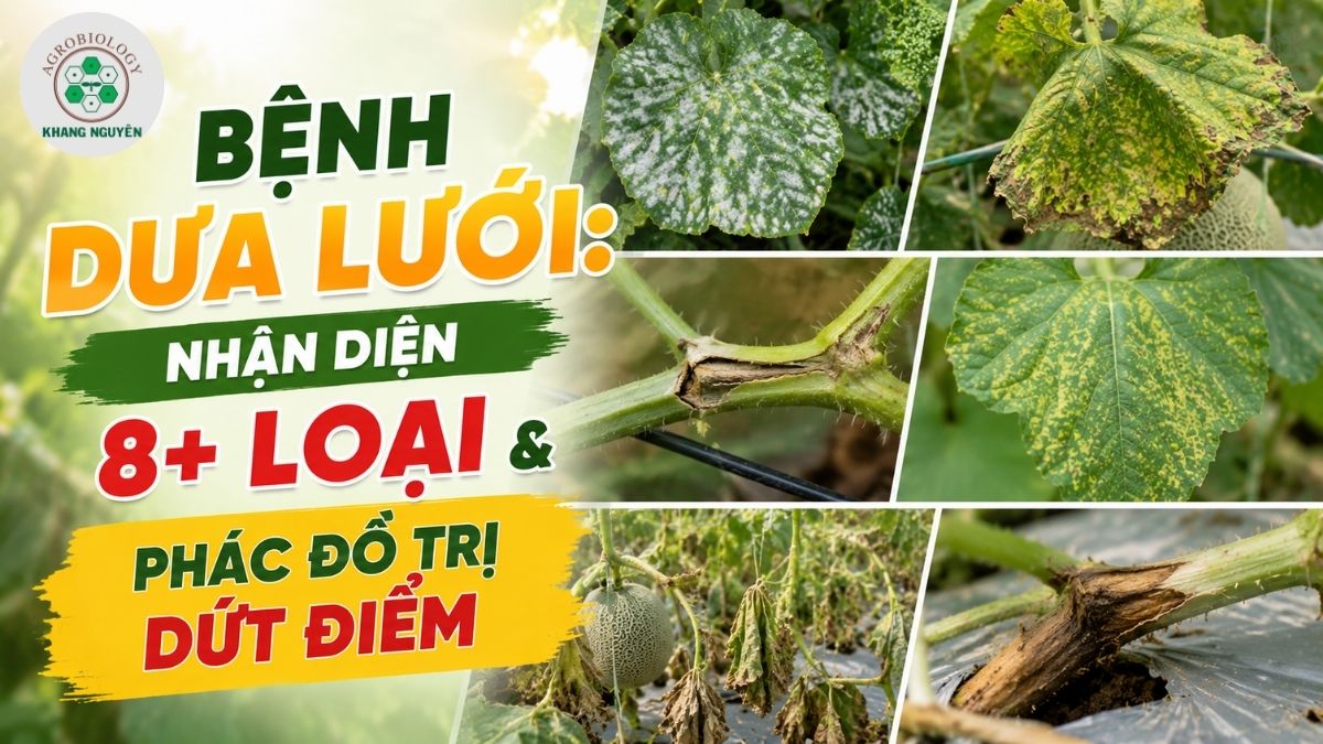 Tổng hợp các loại bệnh dưa lưới nguy hiểm và cách phòng trị