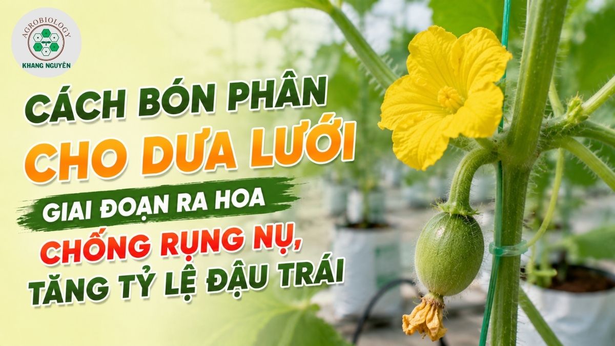 bón phân cho dưa lưới giai đoạn ra hoa