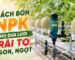 Cách bón NPK cho dưa lưới giúp trái to và ngọt