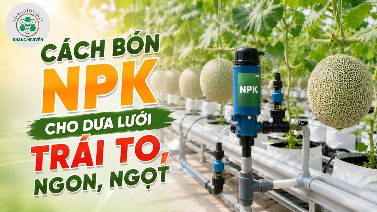 Cách bón NPK cho dưa lưới giúp trái to và ngọt
