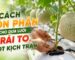 Cách bón phân cho dưa lưới giúp trái to và ngọt
