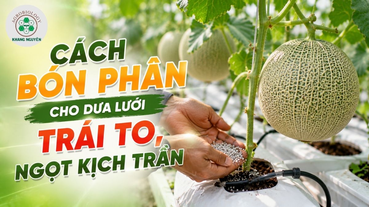 Cách bón phân cho dưa lưới giúp trái to và ngọt
