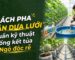 Cách pha phân dưa lưới chuẩn kỹ thuật giúp bảo vệ rễ và chống nghẹt béc tưới