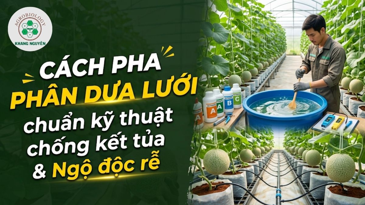 Cách pha phân dưa lưới chuẩn kỹ thuật giúp bảo vệ rễ và chống nghẹt béc tưới