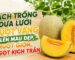 Cách trồng dưa lưới ruột vàng đạt độ ngọt Brix cao và màu sắc chuẩn