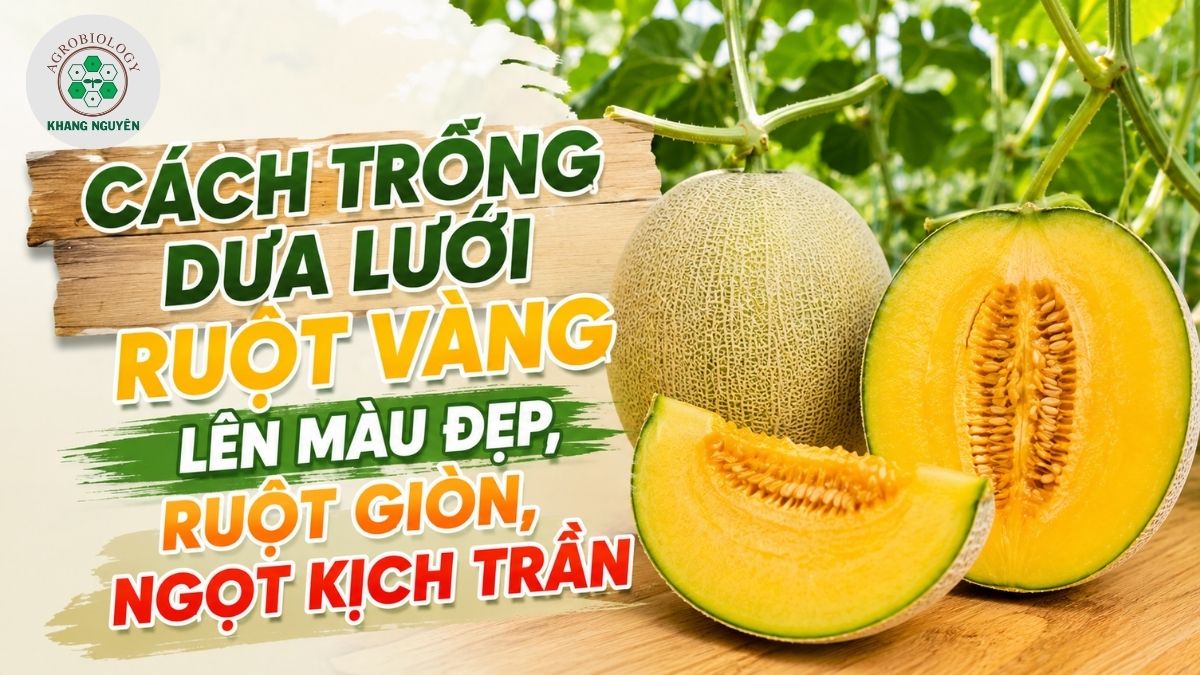 Cách trồng dưa lưới ruột vàng đạt độ ngọt Brix cao và màu sắc chuẩn