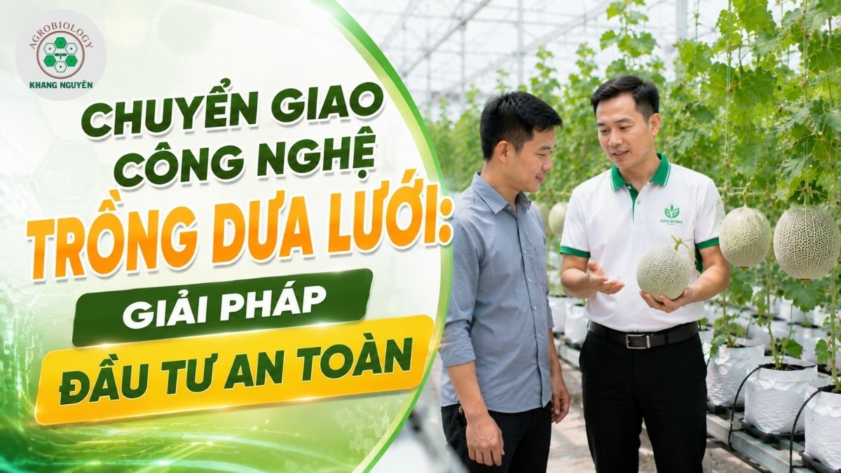 Dịch vụ chuyển giao công nghệ trồng dưa lưới trọn gói giúp nhà đầu tư tối ưu lợi nhuận
