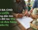 Cách tìm kiếm đầu ra cho dưa lưới và ký kết hợp đồng bao tiêu nông sản