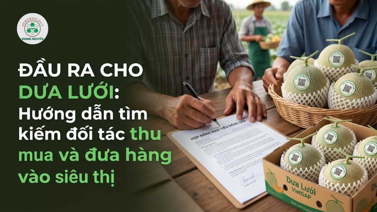 Cách tìm kiếm đầu ra cho dưa lưới và ký kết hợp đồng bao tiêu nông sản