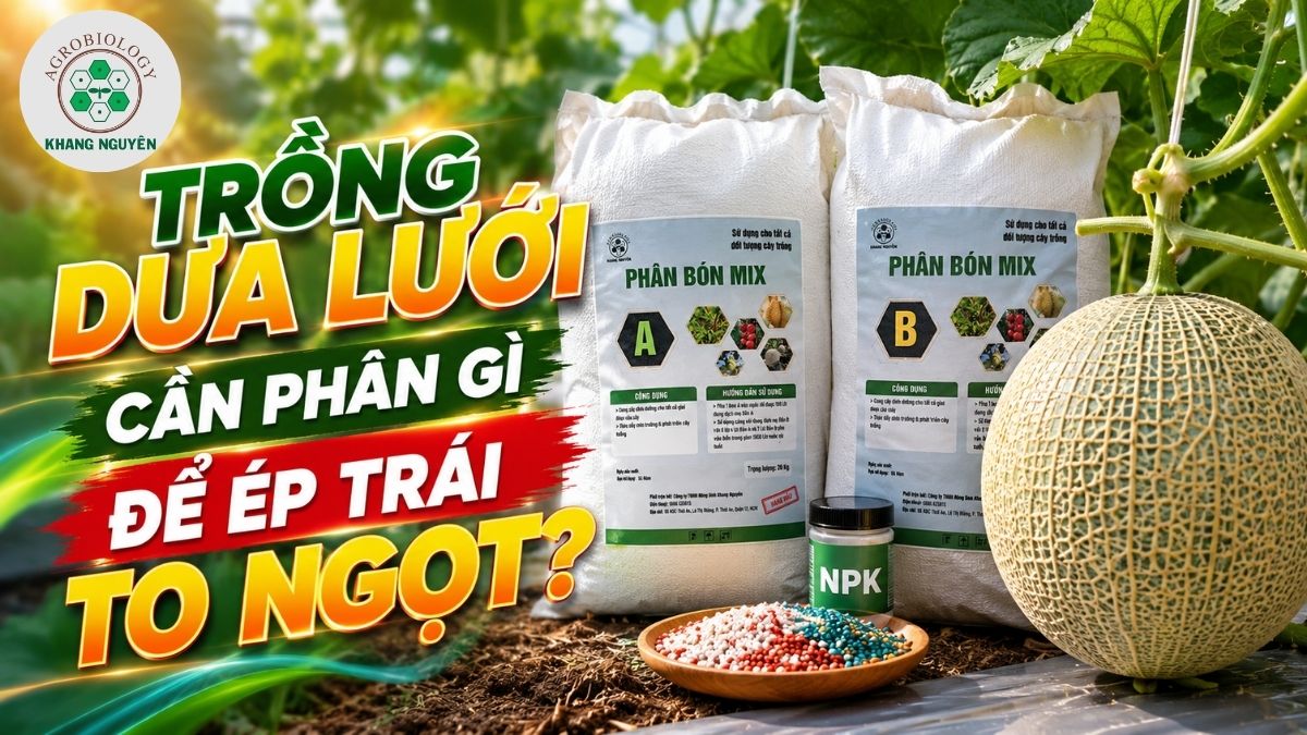 Trồng dưa lưới cần phân gì để ép trái to ngọt?