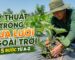 Hướng dẫn chi tiết từng bước kỹ thuật trồng dưa lưới ngoài trời đạt năng suất cao