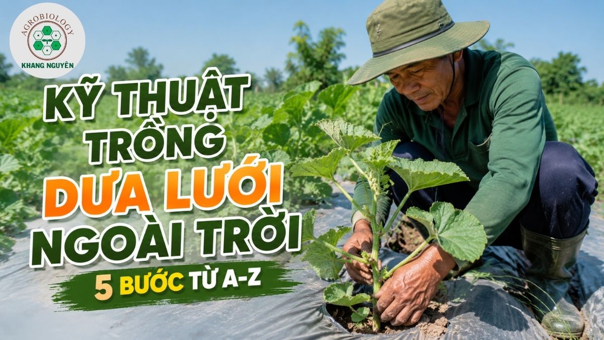 Hướng dẫn chi tiết từng bước kỹ thuật trồng dưa lưới ngoài trời đạt năng suất cao