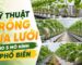 Tổng hợp các kỹ thuật trồng dưa lưới chuẩn chuyên gia