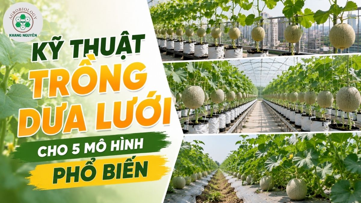 Tổng hợp các kỹ thuật trồng dưa lưới chuẩn chuyên gia