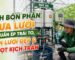 Lịch bón phân dưa lưới chuẩn kỹ thuật giúp tối ưu trọng lượng và độ ngọt của trái