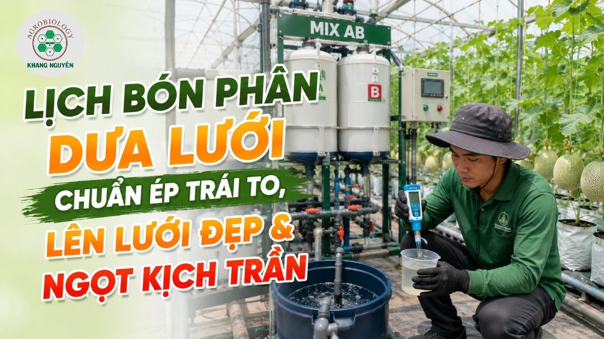 Lịch bón phân dưa lưới chuẩn kỹ thuật giúp tối ưu trọng lượng và độ ngọt của trái