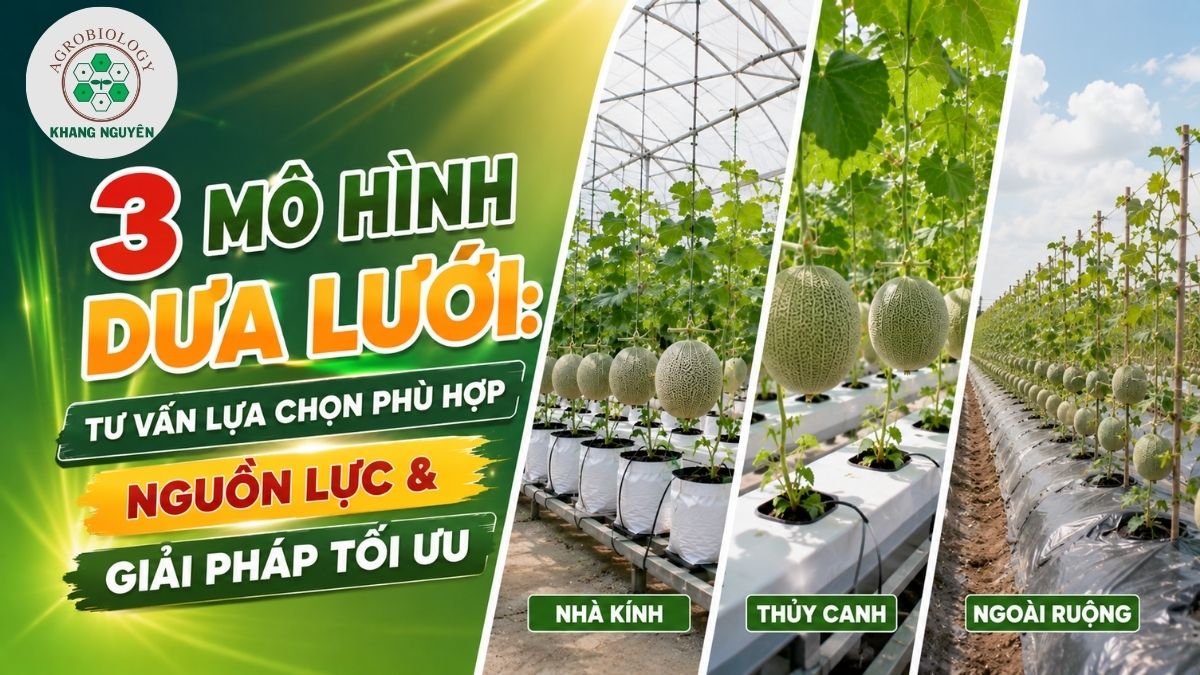 Phân tích các mô hình dưa lưới hiệu quả và tư vấn lựa chọn đầu tư sinh lời