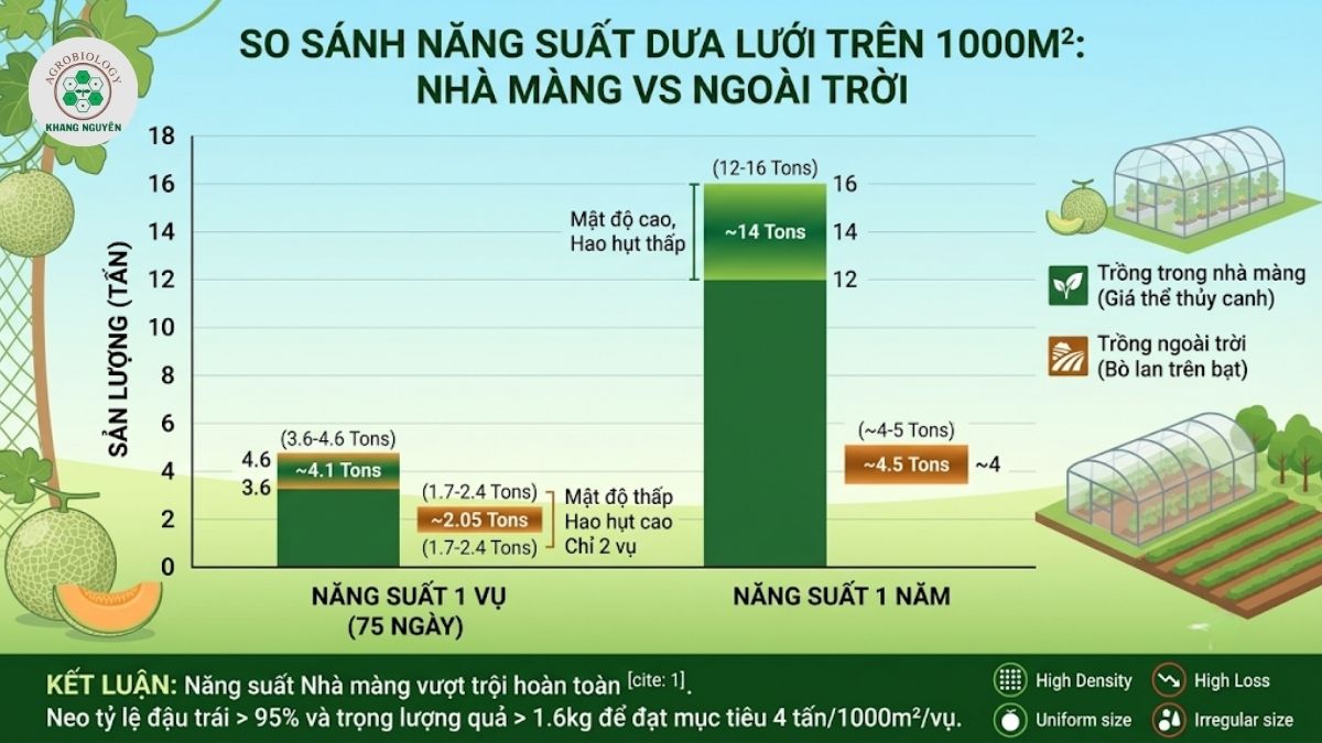 So sánh năng suất dưa lưới giữa mô hình nhà màng và canh tác ngoài trời