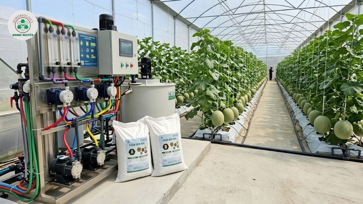 Sử dụng phân bón Mix AB xuyên suốt giúp dưa lưới lớn nhanh, nặng ký và tối ưu năng suất