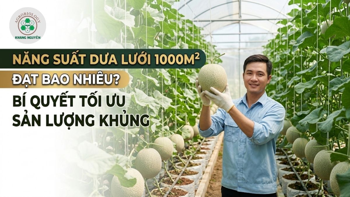 Năng suất dưa lưới trong nhà màng đạt bao nhiêu tấn trên 1000m2