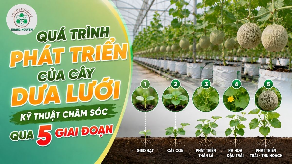 Quá trình phát triển của cây dưa lưới từ hạt giống đến khi thu hoạch qua 5 giai đoạn