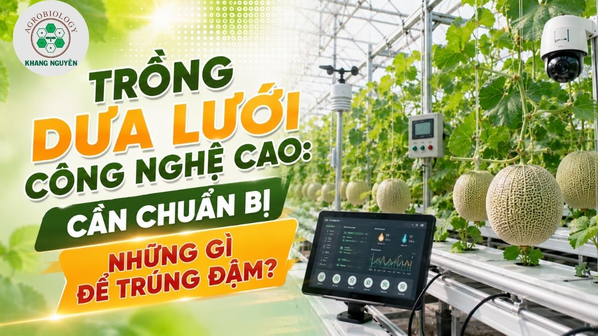 Bản kế hoạch chuẩn bị toàn diện khi bắt đầu mô hình trồng dưa lưới công nghệ cao