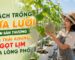 Mô hình trồng dưa lưới trên sân thượng mang lại không gian xanh và trái ngọt cho gia đình