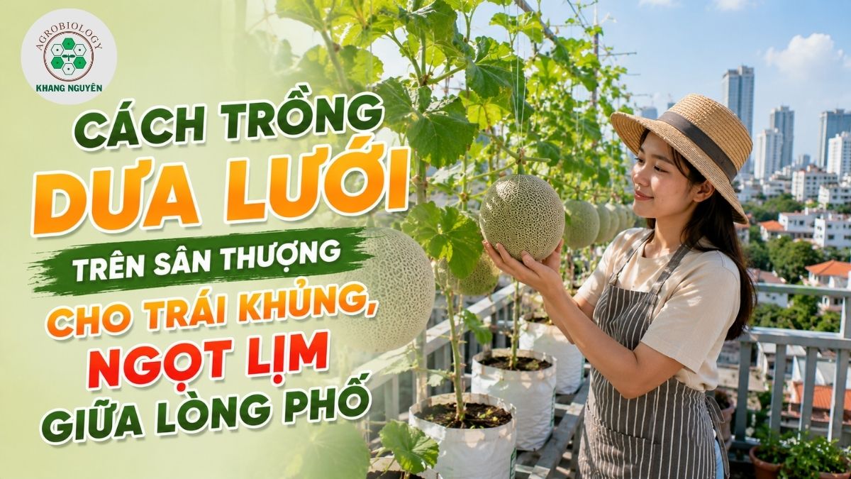 Mô hình trồng dưa lưới trên sân thượng mang lại không gian xanh và trái ngọt cho gia đình