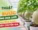 Hướng dẫn kỹ thuật cắt tỉa và chăm sóc dưa lưới trong nhà kính công nghệ cao