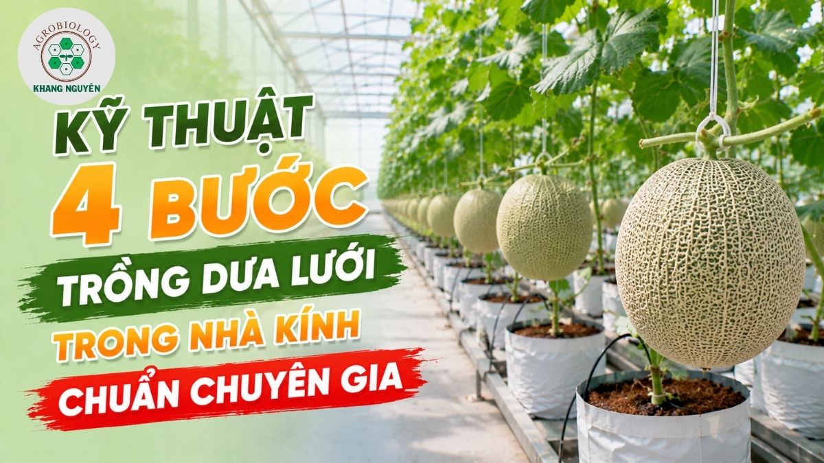 Hướng dẫn kỹ thuật cắt tỉa và chăm sóc dưa lưới trong nhà kính công nghệ cao