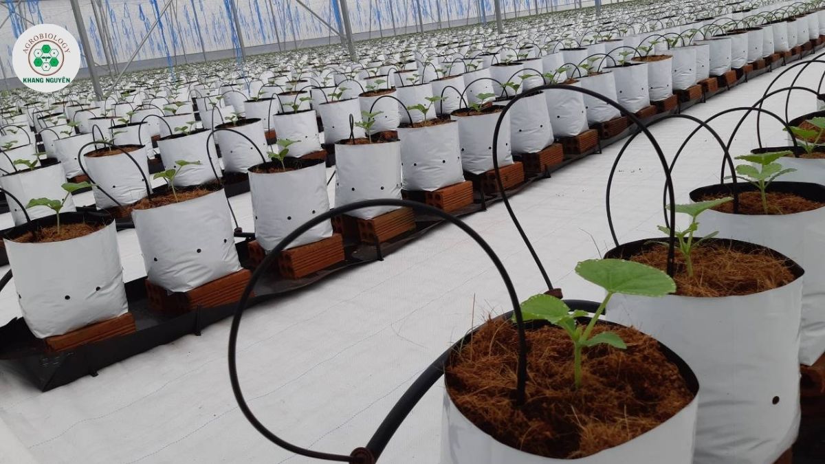 Nhóm vật tư thiết bị canh tác dưa lưới cơ bản