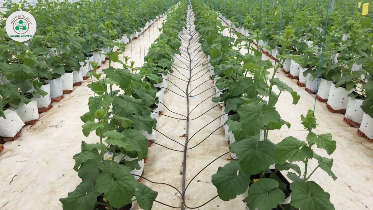 Đầu tư giá hạt giống dưa lưới đi kèm hệ sinh thái vật tư Khang Nguyên